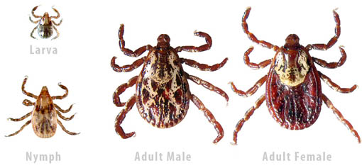 Dog Tick