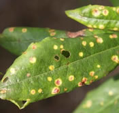 Azalea Rust