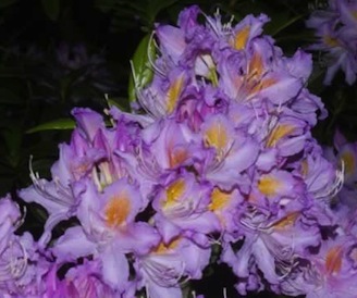 Fragrans Affinity