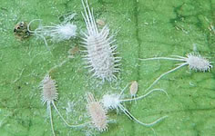 Mealybug