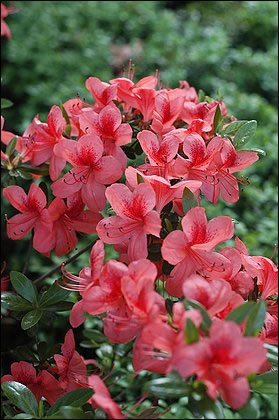 Azalea