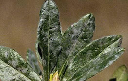 Powdery Mildew