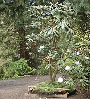 Moving Large Rhododendron at RSF