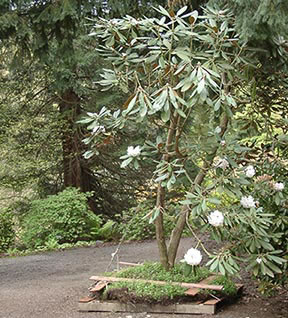 Moving Large Rhododendron at RSF
