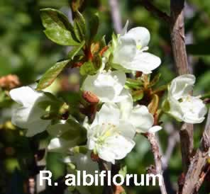 R albiflorum