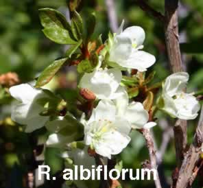 R albiflorum