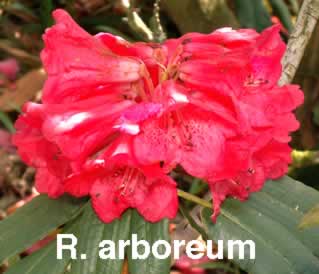 R arboreum