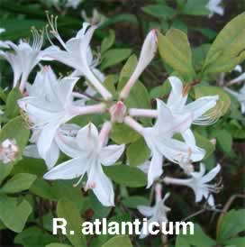 R atlanticum