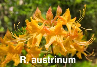 Raustrinum