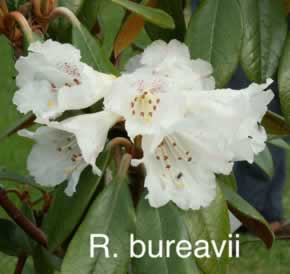 R bureavii