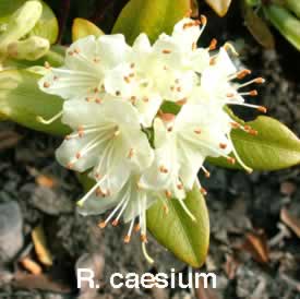 R caesium