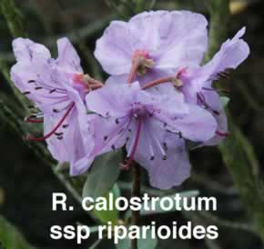 R calostrotum