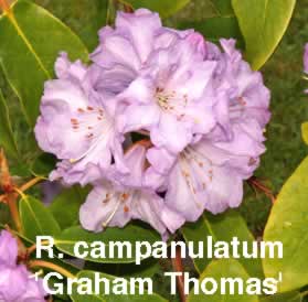 R campanulatumGT