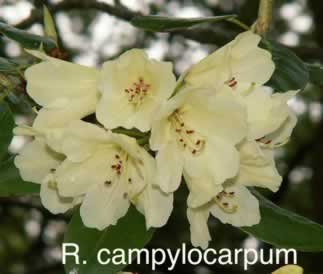 R campylocarpum