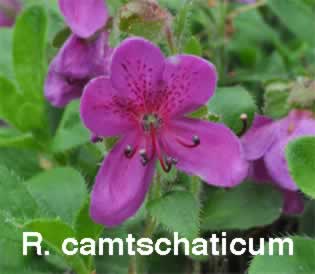 R. camtschaticum