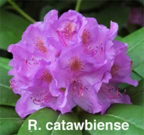 R catawbiense