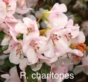 R charitopes