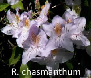 R chasmanthum