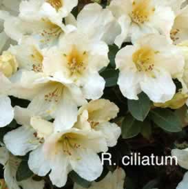 R ciliatum