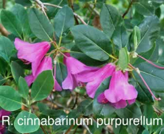 R cinnabarinum purpurellum
