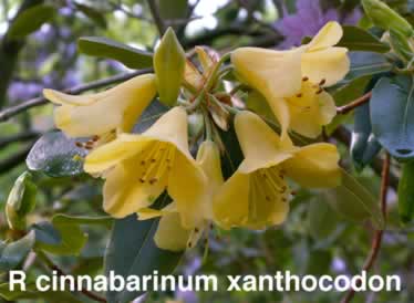R cinnabarinum purpurellum