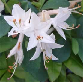 Fragrant Star