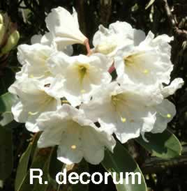 Decorum