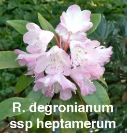 R degronianum heptamerum