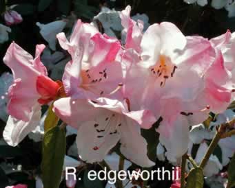 R edgeworthii