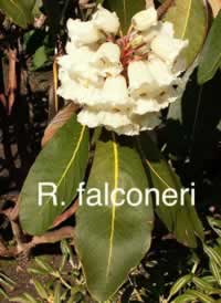 R falconeri