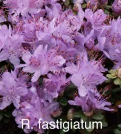 fastigiatum