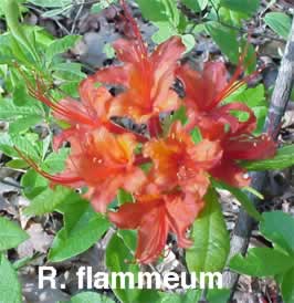 R flammeum