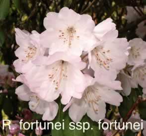 R fortunei