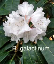 R galactinum