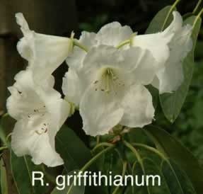 R griffithianum