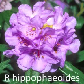 R hippophaeoides