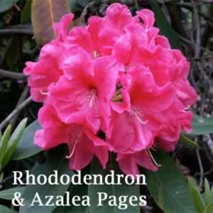 rhodo