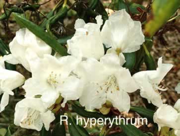 R hyperythrum