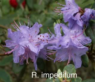 R calendulaceum