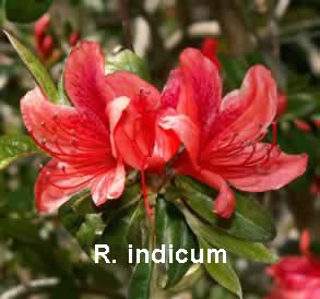 indicum