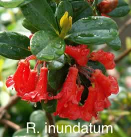 R inundatum