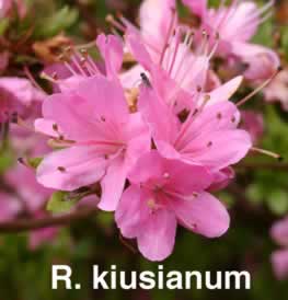 R kiusianum