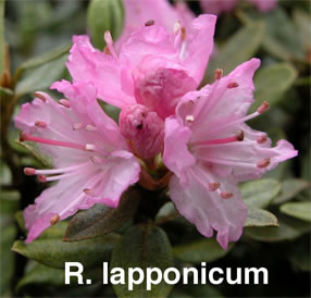 R lapponicum