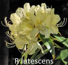 R lutescens