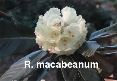 R macabeanum