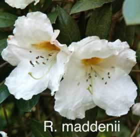 R maddenii