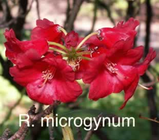 R microgynum