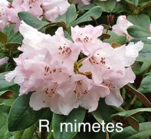 R mimetes