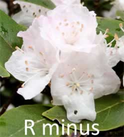 R. minus