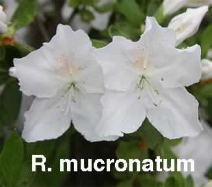  Rmucronatum